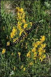 Frber-Ginster, Genista tinctoria, Fabaceae, Genista tinctoria, Frber-Ginster, Habitat Kauf von 00162genista_tinctoriaimg_8042.jpg