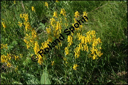 Frber-Ginster, Genista tinctoria, Fabaceae, Genista tinctoria, Frber-Ginster, Habitat Kauf von 00162genista_tinctoriaimg_8055.jpg