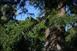 Australische Silbereiche, Grevillea robusta, Proteaceae, Grevillea robusta, Australische Silbereiche, fruchtend Kauf von 00166grevillea_robustaimg_4782.jpg