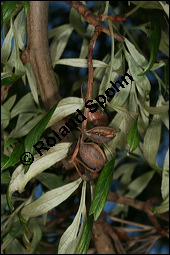 Australische Silbereiche, Grevillea robusta, Proteaceae, Grevillea robusta, Australische Silbereiche, fruchtend Kauf von 00166grevillea_robustaimg_4841.jpg