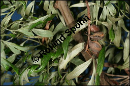 Australische Silbereiche, Grevillea robusta, Proteaceae, Grevillea robusta, Australische Silbereiche, fruchtend Kauf von 00166grevillea_robustaimg_4843.jpg