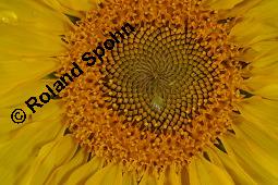 Gewhnliche Sonnenblume, Einjhrige Sonnenblume, Helianthus annuus, Asteraceae, Helianthus annuus, Gewhnliche Sonnenblume, Samen Kauf von 00168_helianthus_annuus_dsc_6357.jpg