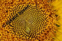Gewhnliche Sonnenblume, Einjhrige Sonnenblume, Helianthus annuus, Asteraceae, Helianthus annuus, Gewhnliche Sonnenblume, Samen Kauf von 00168_helianthus_annuus_dsc_6358.jpg