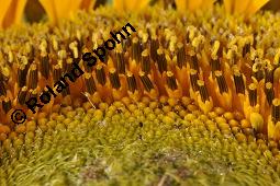 Gewhnliche Sonnenblume, Einjhrige Sonnenblume, Helianthus annuus, Asteraceae, Helianthus annuus, Gewhnliche Sonnenblume, Samen Kauf von 00168_helianthus_annuus_dsc_6377.jpg