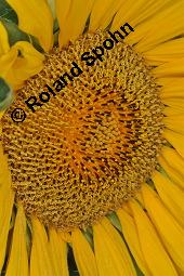 Gewöhnliche Sonnenblume, Einjährige Sonnenblume, Helianthus annuus, Asteraceae, Helianthus annuus, Gewöhnliche Sonnenblume, Samen Kauf von 00168_helianthus_annuus_dsc_6500.jpg