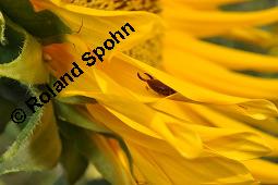 Gewöhnliche Sonnenblume, Einjährige Sonnenblume, Helianthus annuus, Asteraceae, Helianthus annuus, Gewöhnliche Sonnenblume, Samen Kauf von 00168_helianthus_annuus_dsc_6502.jpg