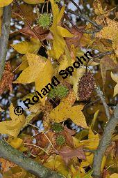 Amerikanischer Amberbaum, Liquidambar styraciflua, Hamamelidaceae, Liquidambar styraciflua, Amerikanischer Amberbaum, Blatt Kauf von 00197_liquidambar_styraciflua_dsc_1048.jpg