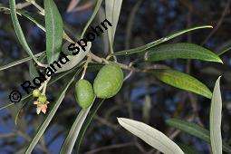 Olive, Olivenbaum, lbaum, Olea europaea, Olea europaea, Olive, Olivenbaum, lbaum, Oleaceae, unreif fruchtend Kauf von 00222_olea_europaea_dsc_6718.jpg
