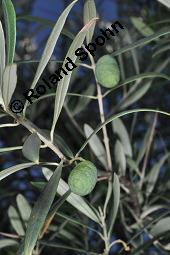 Olive, Olivenbaum, lbaum, Olea europaea, Olea europaea, Olive, Olivenbaum, lbaum, Oleaceae, unreif fruchtend Kauf von 00222_olea_europaea_dsc_6719.jpg