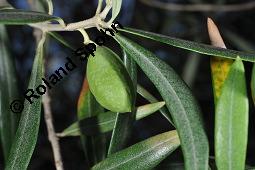 Olive, Olivenbaum, lbaum, Olea europaea, Olea europaea, Olive, Olivenbaum, lbaum, Oleaceae, unreif fruchtend Kauf von 00222_olea_europaea_dsc_6720.jpg