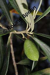 Olive, Olivenbaum, lbaum, Olea europaea, Olea europaea, Olive, Olivenbaum, lbaum, Oleaceae, unreif fruchtend Kauf von 00222_olea_europaea_dsc_6721.jpg