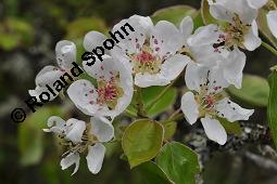 Wild-Birne, Pyrus pyraster, Rosaceae, Pyrus pyraster, Wild-Birne, Wilder Birnbaum, Habitus blhend Kauf von 00264_pyrus_pyraster_dsc_0233.jpg