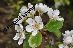 Wild-Birne, Pyrus pyraster, Rosaceae, Pyrus pyraster, Wild-Birne, Wilder Birnbaum, Habitus blhend Kauf von 00264_pyrus_pyraster_dsc_0234.jpg