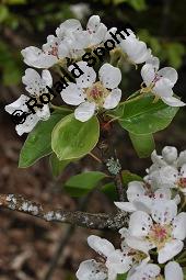Wild-Birne, Pyrus pyraster, Rosaceae, Pyrus pyraster, Wild-Birne, Wilder Birnbaum, Habitus blhend Kauf von 00264_pyrus_pyraster_dsc_0235.jpg
