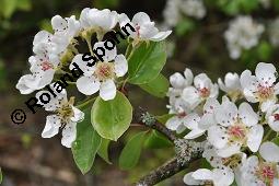 Wild-Birne, Pyrus pyraster, Rosaceae, Pyrus pyraster, Wild-Birne, Wilder Birnbaum, Habitus blhend Kauf von 00264_pyrus_pyraster_dsc_0236.jpg