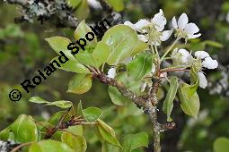 Wild-Birne, Pyrus pyraster, Rosaceae, Pyrus pyraster, Wild-Birne, Wilder Birnbaum, Habitus blühend Kauf von 00264_pyrus_pyraster_dsc_0237.jpg