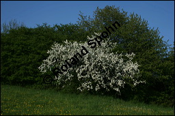 Wild-Birne, Pyrus pyraster, Rosaceae, Pyrus pyraster, Wild-Birne, Wilder Birnbaum, Habitus blhend Kauf von 00264pyrus_00264pyraster_img_1734.jpg