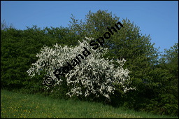 Wild-Birne, Pyrus pyraster, Rosaceae, Pyrus pyraster, Wild-Birne, Wilder Birnbaum, Habitus blhend Kauf von 00264pyrus_00264pyraster_img_1735.jpg