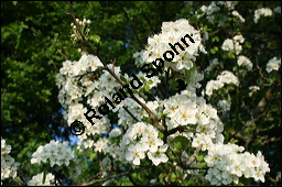 Wild-Birne, Pyrus pyraster, Rosaceae, Pyrus pyraster, Wild-Birne, Wilder Birnbaum, Habitus blhend Kauf von 00264pyrus_00264pyraster_img_1742.jpg