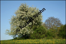 Wild-Birne, Pyrus pyraster, Rosaceae, Pyrus pyraster, Wild-Birne, Wilder Birnbaum, Habitus blühend Kauf von 00264pyrus_00264pyraster_img_1745.jpg
