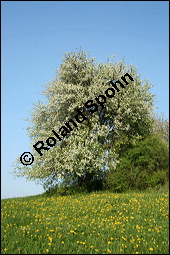 Wild-Birne, Pyrus pyraster, Rosaceae, Pyrus pyraster, Wild-Birne, Wilder Birnbaum, Habitus blhend Kauf von 00264pyrus_00264pyrasterimg_1743.jpg