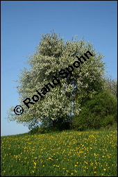 Wild-Birne, Pyrus pyraster, Rosaceae, Pyrus pyraster, Wild-Birne, Wilder Birnbaum, Habitus blhend Kauf von 00264pyrus_00264pyrasterimg_1744.jpg