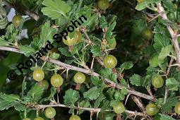 Stachelbeere, Ribes uva-crispa (Wildform), Grossulariaceae, Ribes uva-crispa, Grossularia uva-crispa, Stachelbeere, Blhend, Wildform blhend Kauf von 00269_ribes_uva_crispa_dsc_4637.jpg