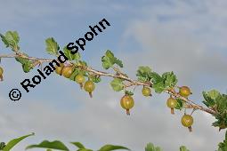 Stachelbeere, Ribes uva-crispa (Wildform), Grossulariaceae, Ribes uva-crispa, Grossularia uva-crispa, Stachelbeere, Blhend, Wildform blhend Kauf von 00269_ribes_uva_crispa_dsc_4640.jpg