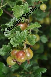 Stachelbeere, Ribes uva-crispa (Wildform), Grossulariaceae, Ribes uva-crispa, Grossularia uva-crispa, Stachelbeere, Blhend, Wildform blhend Kauf von 00269_ribes_uva_crispa_dsc_4642.jpg