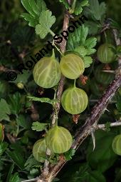 Stachelbeere, Ribes uva-crispa (Wildform), Grossulariaceae, Ribes uva-crispa, Grossularia uva-crispa, Stachelbeere, Blhend, Wildform blhend Kauf von 00269_ribes_uva_crispa_dsc_4708.jpg