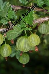 Stachelbeere, Ribes uva-crispa (Wildform), Grossulariaceae, Ribes uva-crispa, Grossularia uva-crispa, Stachelbeere, Blhend, Wildform blhend Kauf von 00269_ribes_uva_crispa_dsc_4717.jpg