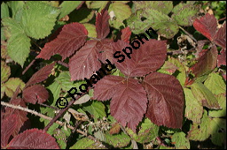 Brombeere, Rubus fruticosus, Rosaceae, Rubus fruticosus, Brombeere, Beblttert, Herbstfrbung Kauf von 00271rubus_fruticosusimg_4138.jpg