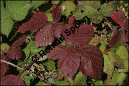 Brombeere, Rubus fruticosus, Rosaceae, Rubus fruticosus, Brombeere, Beblttert, Herbstfrbung Kauf von 00271rubus_fruticosusimg_4139.jpg