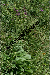 Frberscharte, Serratula tinctoria, Asteraceae, Serratula tinctoria, Frberscharte, Blhend Kauf von 00286serratula_tinctoriaimg_4330.jpg