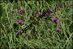 Frberscharte, Serratula tinctoria, Asteraceae, Serratula tinctoria, Frberscharte, Blhend Kauf von 00286serratula_tinctoriaimg_4331.jpg