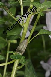 Sesam, Sesamum indicum, Pedaliaceae, Sesamum indicum, Sesamum orientale, Sesam, Blhend Kauf von 00287_sesamum_indicum_dsc_7047.jpg