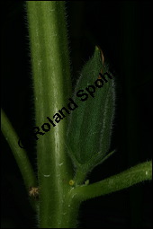 Sesam, Sesamum indicum, Pedaliaceae, Sesamum indicum, Sesamum orientale, Sesam, Blhend Kauf von 00287sesamum_indicumimg_2639.jpg
