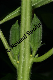 Sesam, Sesamum indicum, Pedaliaceae, Sesamum indicum, Sesamum orientale, Sesam, Blhend Kauf von 00287sesamum_indicumimg_2642.jpg