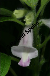 Sesam, Sesamum indicum, Pedaliaceae, Sesamum indicum, Sesamum orientale, Sesam, Blhend Kauf von 00287sesamum_indicumimg_2643.jpg