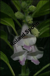 Sesam, Sesamum indicum, Pedaliaceae, Sesamum indicum, Sesamum orientale, Sesam, Blhend Kauf von 00287sesamum_indicumimg_2657.jpg