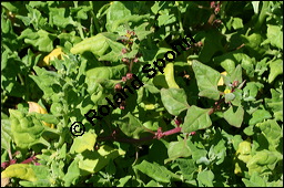 Neuseelnder Spinat, Neuseeland-Spinat, Tetragonia tetragonioides, Aizoaceae, Tetragonia tetragonoides, Neuseelnderspinat, Sommerspinat, Blhend Kauf von 00304tetragonia_tetragonioidesimg_8573.jpg