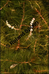 Ähriges Tausendblatt, Myriophyllum spicatum, Haloragaceae, Myriophyllum spicatum, Ähriges Tausendblatt, Blühend Kauf von 00335myriophyllum_spicatumimg_8593.jpg