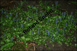 Kriechender Günsel, Ajuga reptans, Lamiaceae, Ajuga reptans, Kriechender Günsel, Blühend Kauf von 00354ajuga_reptans_img_1883.jpg
