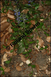 Kriechender Günsel, Ajuga reptans, Lamiaceae, Ajuga reptans, Kriechender Günsel, Blühend Kauf von 00354ajuga_reptansimg_6666.jpg