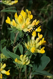 Wundklee, Anthyllis vulneraria, Fabaceae, Anthyllis vulneraria, Wundklee, Blattrosette Kauf von 00390anthyllis_vulnerariaimg_1911.jpg