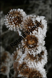 Große Klette, Arctium lappa, Asteraceae, Arctium lappa, Lappa major, Große Klette, fruchtend, fruchtendes Köpfchen im Winter mit Reif Kauf von 00395arctium_lappaimg_4968.jpg