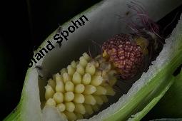 Gefleckter Aronstab, Arum maculatum, Araceae, Arum maculatum, Gefleckter Aronstab, Blühend Kauf von 00411_arum_maculatum_dsc_0379.jpg