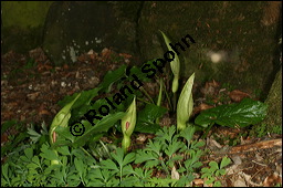 Gefleckter Aronstab, Arum maculatum, Araceae, Arum maculatum, Gefleckter Aronstab, Blühend Kauf von 00411arum_maculatumimg_7035.jpg