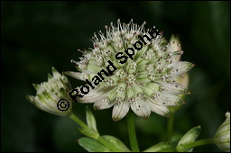 Große Sterndolde, Astrantia major, Apiaceae, Astrantia major, Große Sterndolde, Blatt Kauf von 00420astrantia_majorimg_7792.jpg