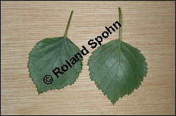 Moor-Birke, Betula pubescens, Betulaceae, Betula pubescens, Moor-Birke, Blatt Kauf von 00432betula_pubescensimg_3747.jpg